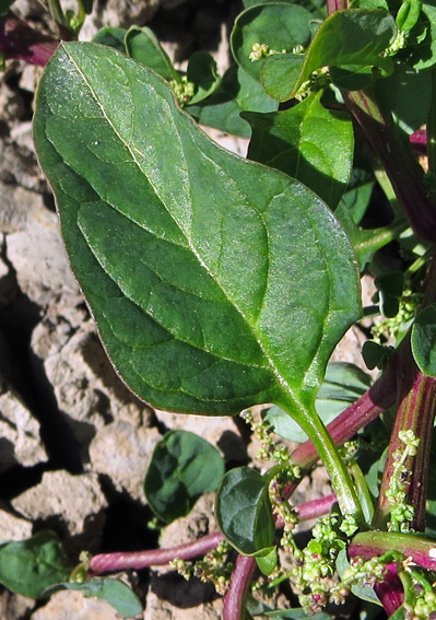 Chenopodium3g