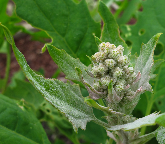 Chenopodium15