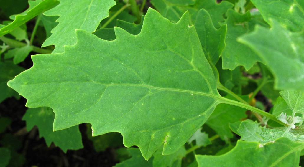 Chenopodium16