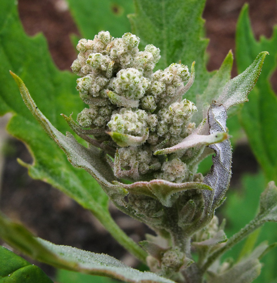 Chenopodium17