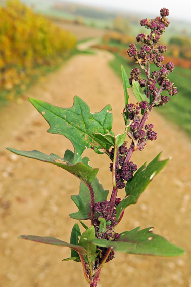 Chenopodium5c