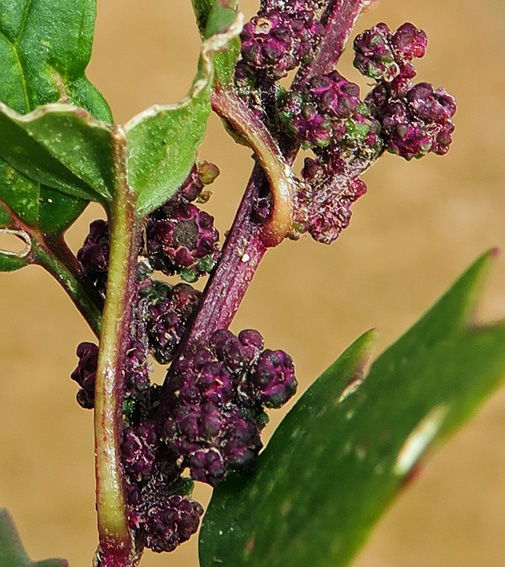 Chenopodium5d