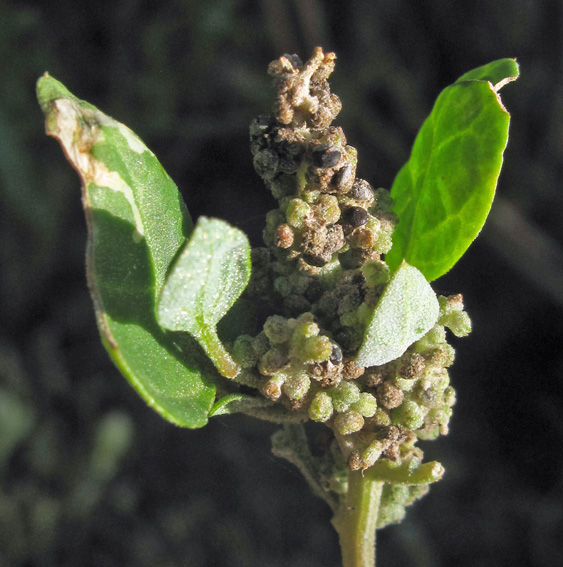 Chenopodium19