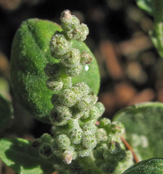 Chenopodium20