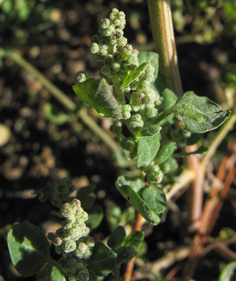 Chenopodium18