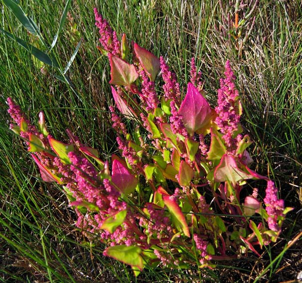 Chenopodium4