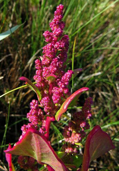 Chenopodium5