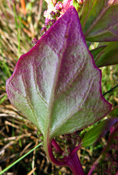 Chenopodium5a