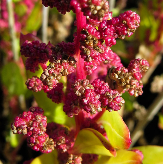 Chenopodium5b