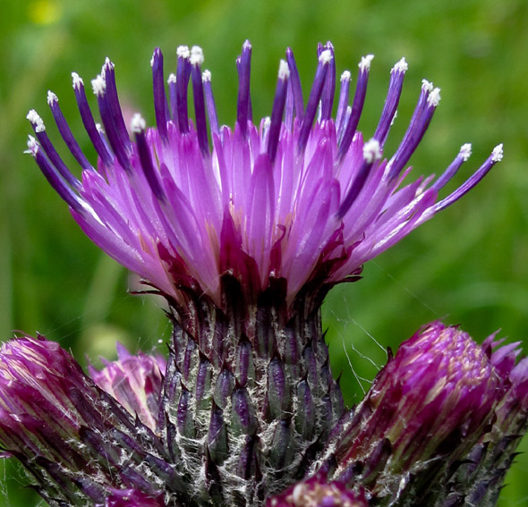 Cirsium8