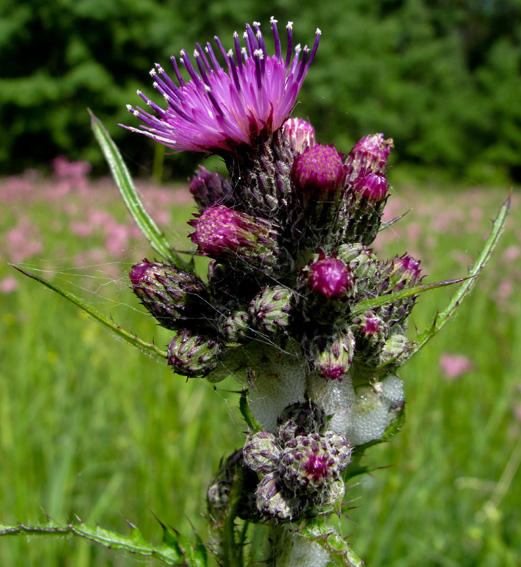 Cirsium7