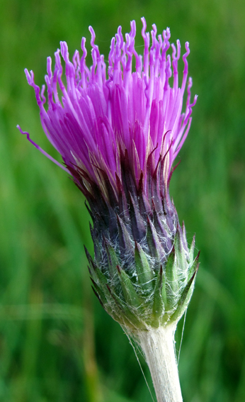 Cirsium10