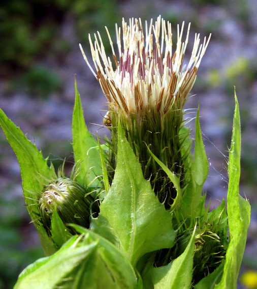 Cirsium4