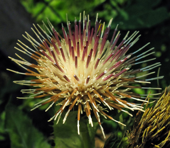 Cirsium3d