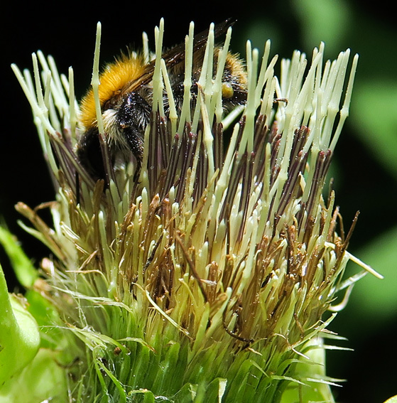 Cirsium3g