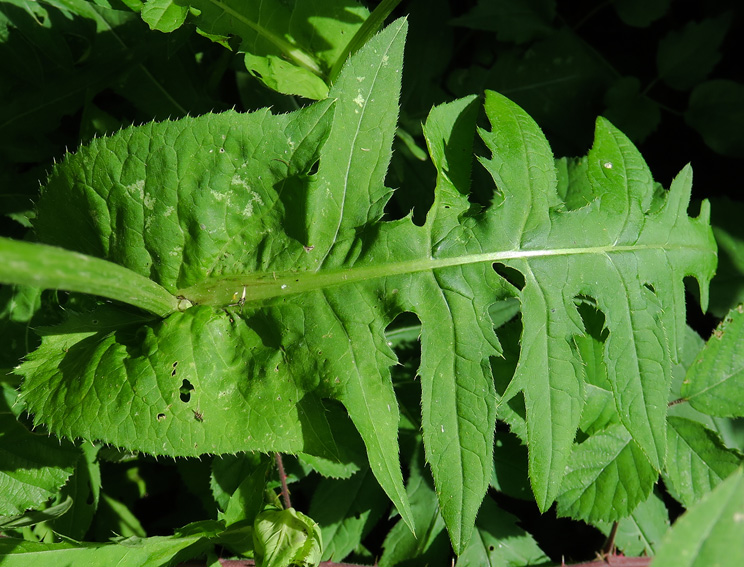 Cirsium3f