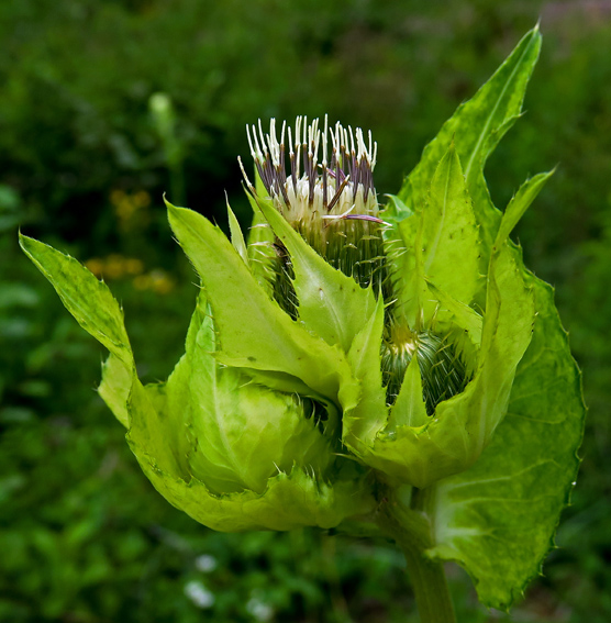 Cirsium3a0