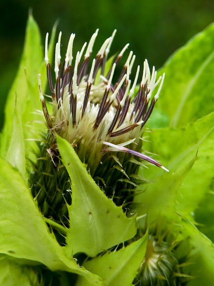 Cirsium3b