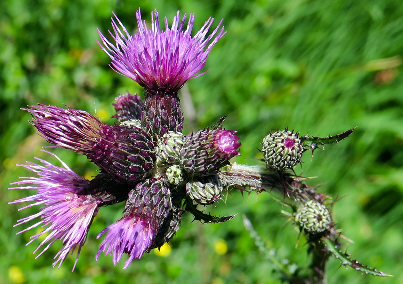 Cirsium8c