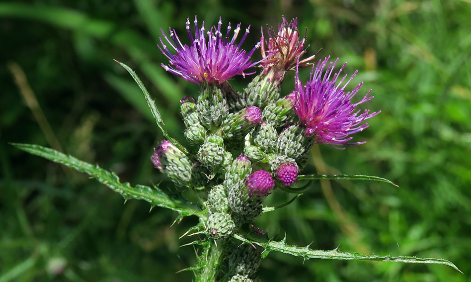 Cirsium6