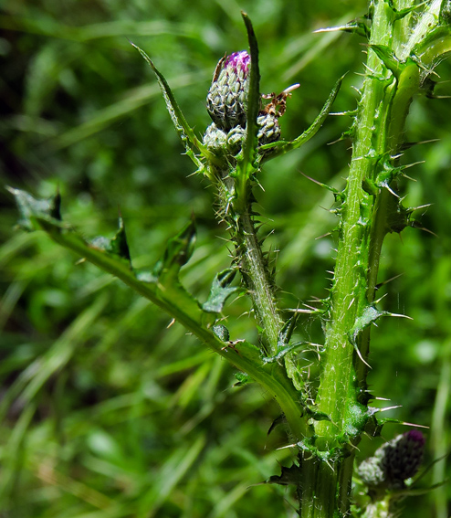 Cirsium4b