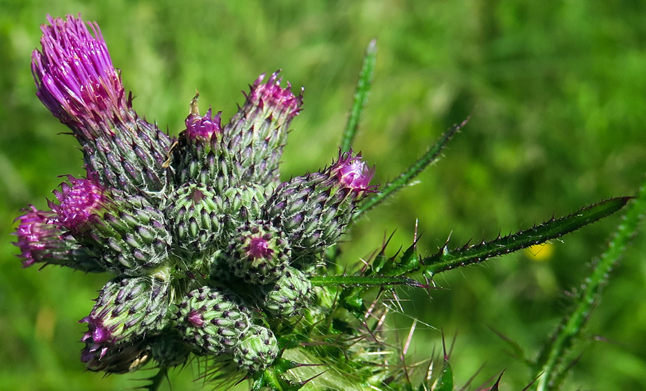 Cirsium8b