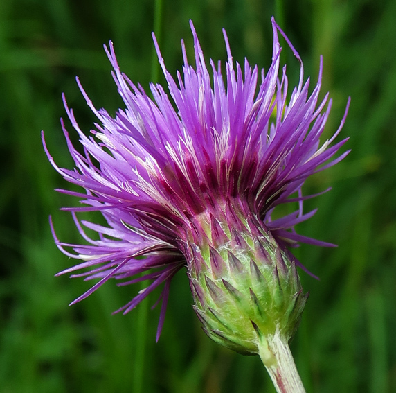 Cirsium13