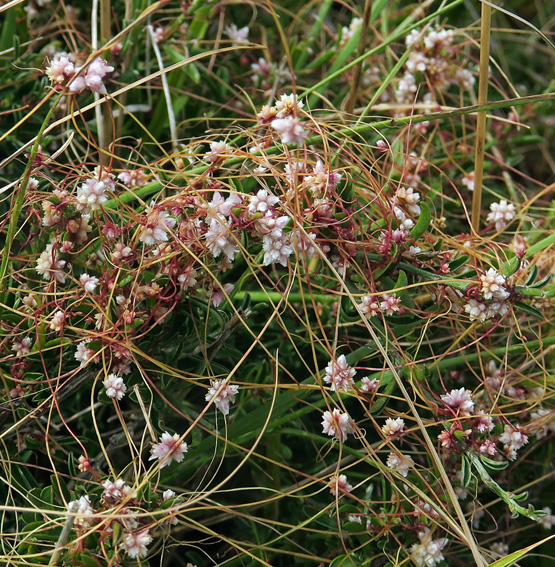 Cuscuta4