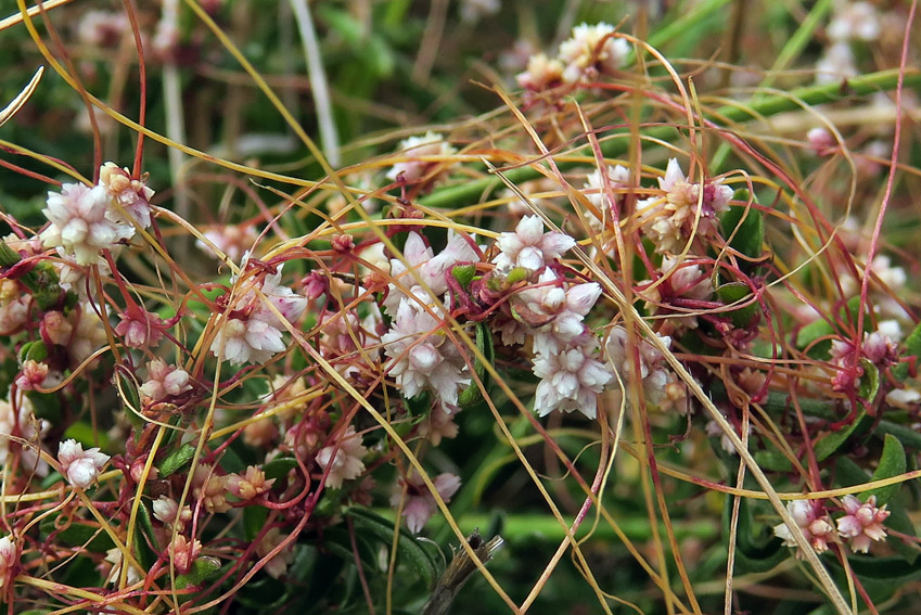 Cuscuta5