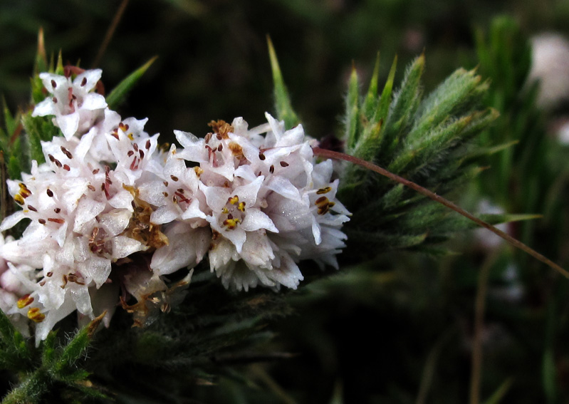 Cuscuta6