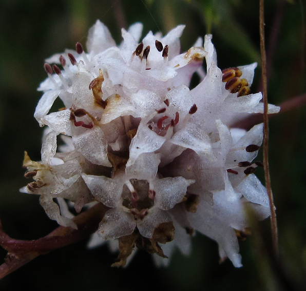 Cuscuta7