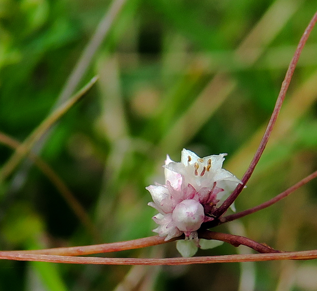 Cuscuta10