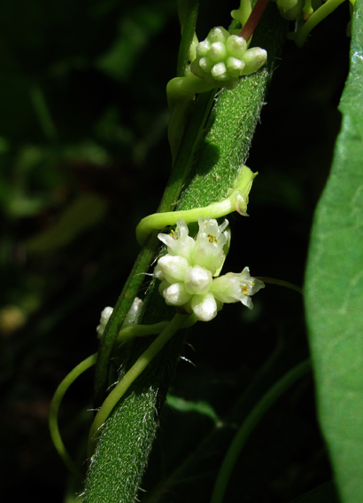 Cuscuta2