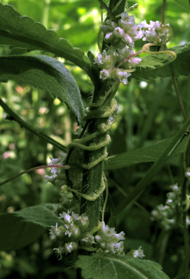 Cuscuta1