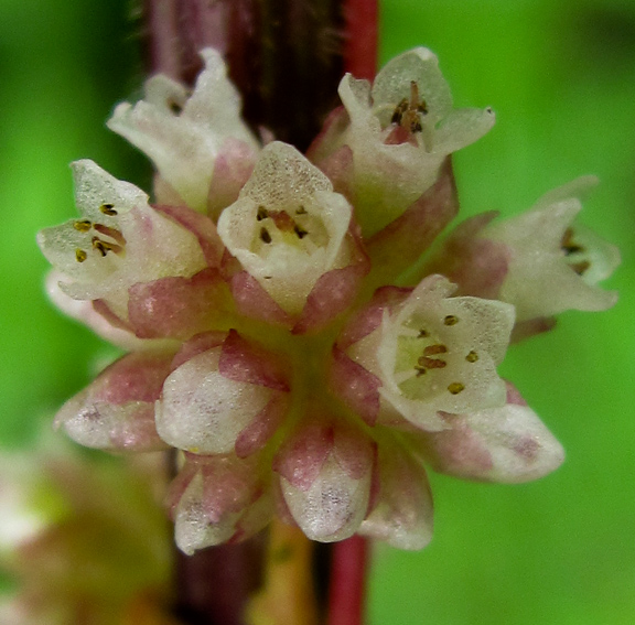 Cuscuta3