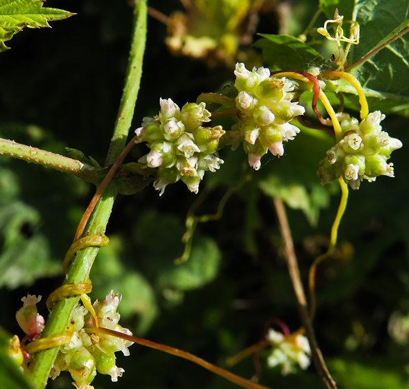 Cuscuta3a