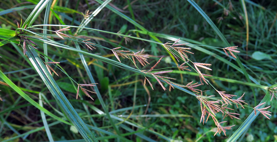 Cyperus11