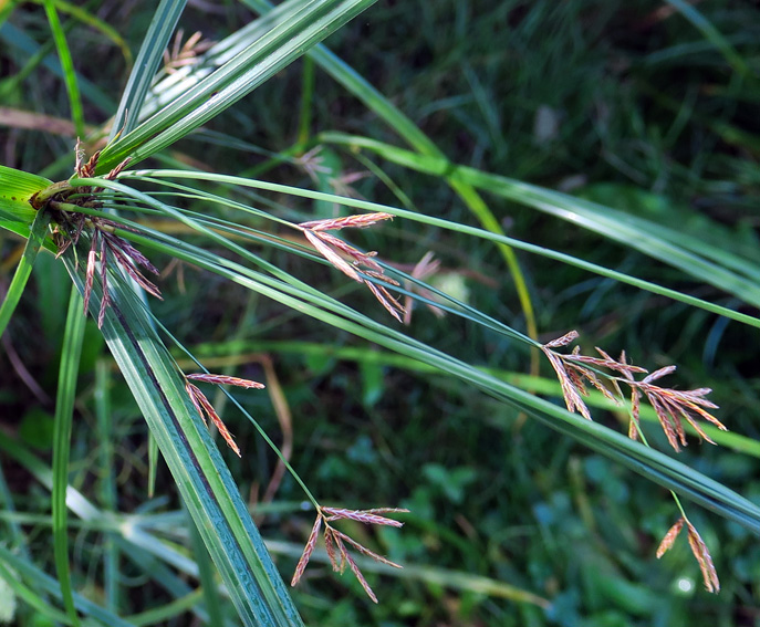 Cyperus11