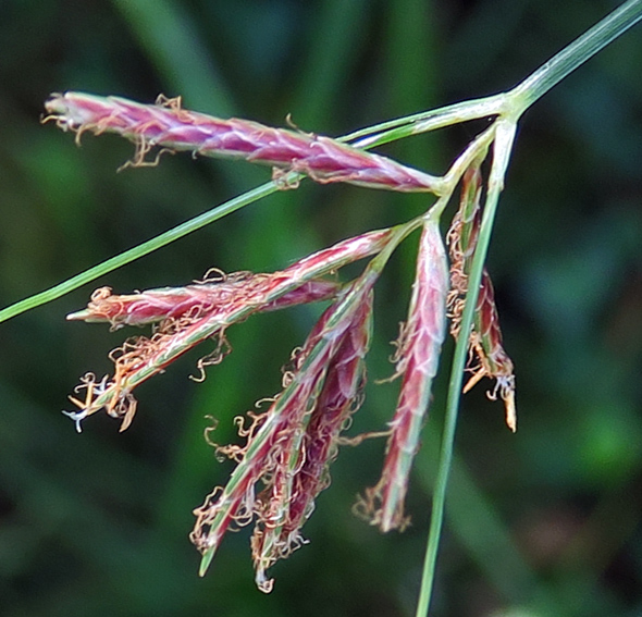 Cyperus11