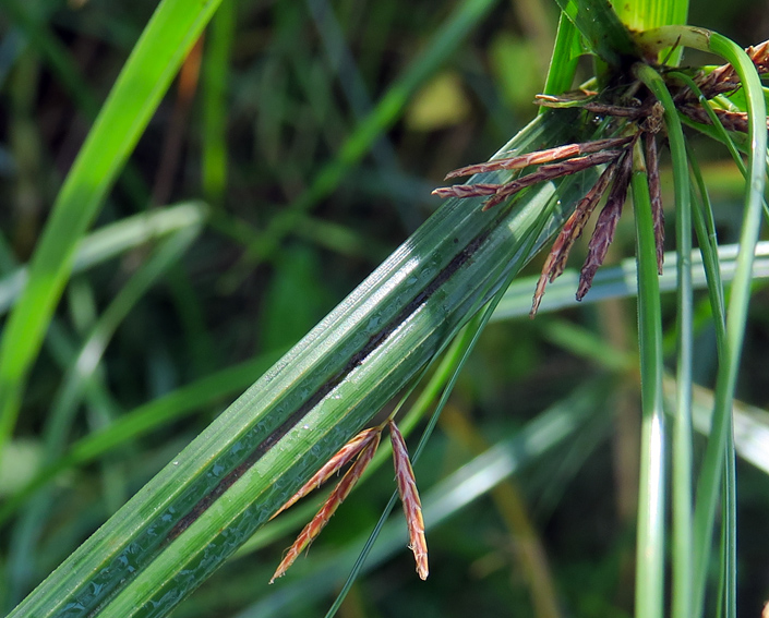 Cyperus12