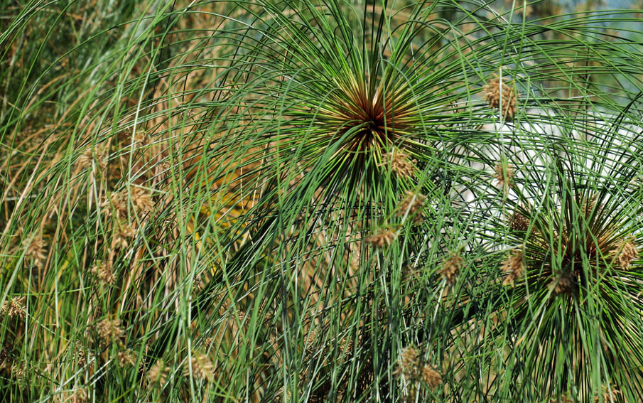 Cyperus9