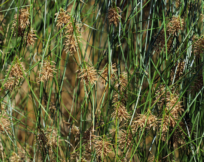 Cyperus10