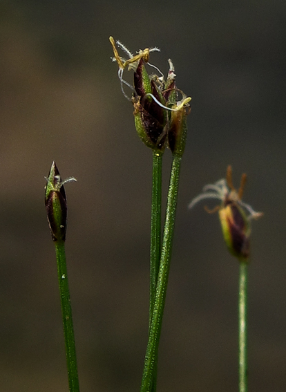 Eleocharis6