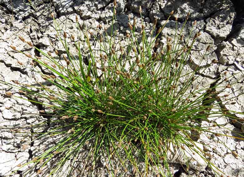 Eleocharis9