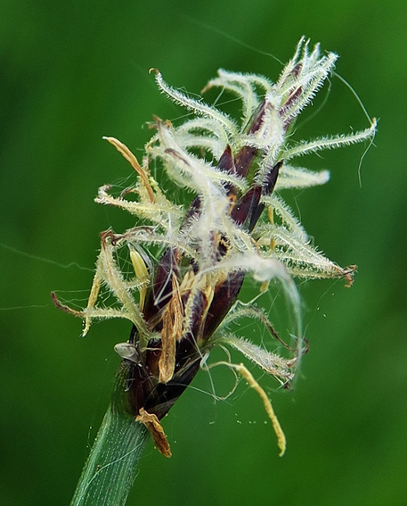 Eleocharis3d