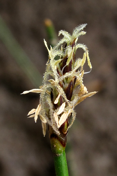 Eleocharis3c