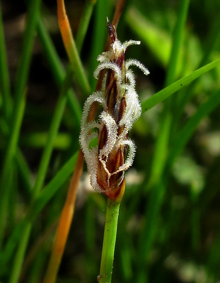 Eleocharis3b