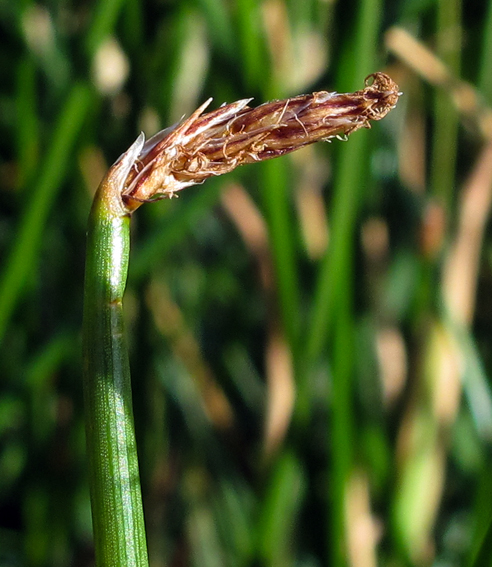 Eleocharis13