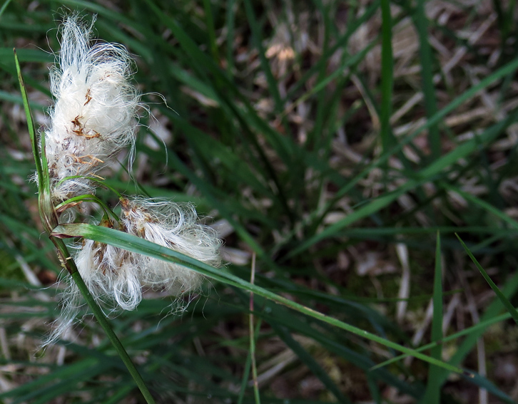 Eriophorum3