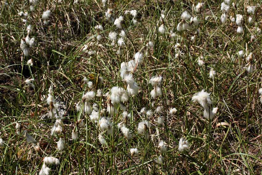 Eriophorum1